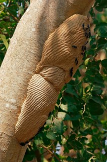 Wasps on a wasp nest Pantanal Brazil