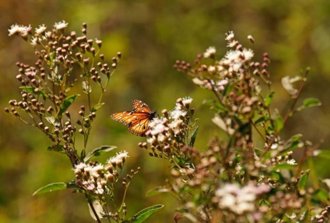 Monarch butterfly (danaus erippus) Pantanal Brazil