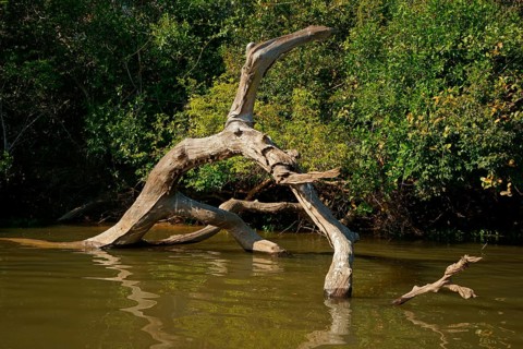 Long-nosed bats (Rhynchonycteris naso), hanging from a tree stump, Pantanal, Brazil, South America