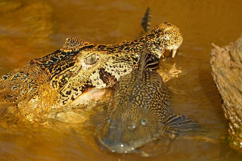 Spectacled caiman (Caiman yacare, Caiman crocodilus yacare) with captured catfish, portrait,