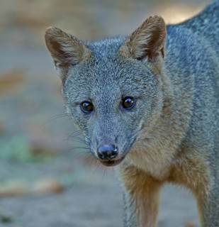 Maikong (Cerdocyon thous), Pantanal, Mato Grosso, Brazil, South America