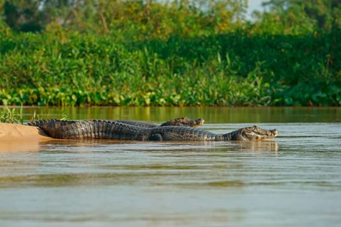 Spectacled caiman (Caiman yacare, Caiman crocodilus yacare), portrait, Pantanal, Brazil, South