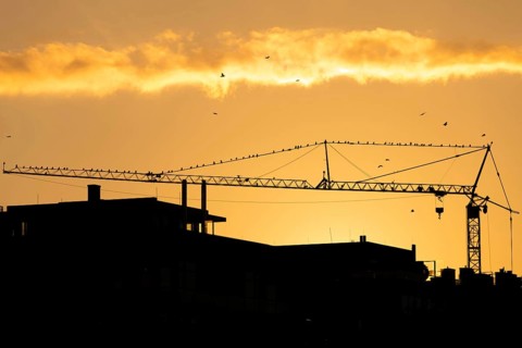 Numerous birds sitting on a construction crane at sunset in Frankfurt am Main, Frankfurt am Main,