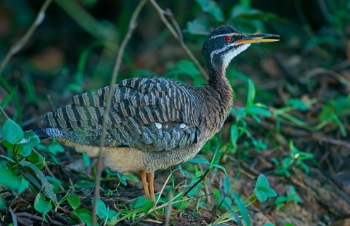 Sun rail (Eurypyga helias) Pantanal Brazil
