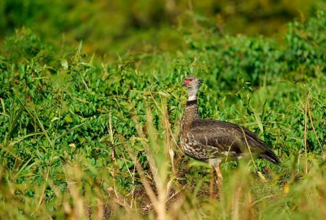 Collared Weirbird (Chauna torquata), Pantanal, Brazil, South America