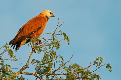 Fish Buzzard (Busarellus nigricollis), Pantanal, inland, wetland, UNESCO Biosphere Reserve, World