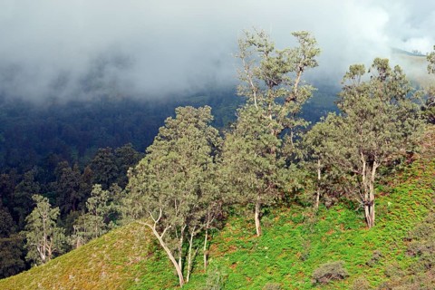 Landscape volcano Ijen, Indonesia