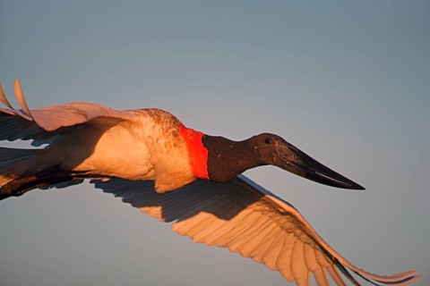 Jabiru (Jabiru mycteria), Pantanal, Brazil, South America