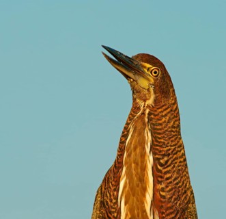 Marbled heron (Tigrisoma lineatum) juvenile, Pantanal, Brazil, South America
