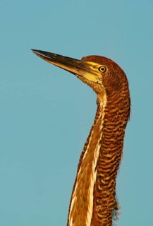 Marbled heron (Tigrisoma lineatum) juvenile, Pantanal, Brazil, South America