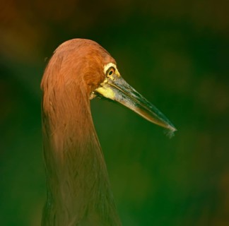 Marbled heron (Tigrisoma lineatum), Pantanal, Brazil, South America