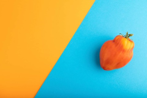 Red Heart Shape tomato on blue and orange pastel paper background. Top view, flat lay, copy space.