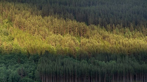 Light and shadow on a dense pine forest at dusk, Olavsweg or Olavsleden, Norway