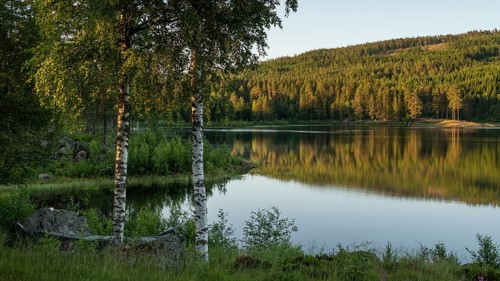 Quiet forest lake, birch trees on the shore, Eidsvoll, Akershus, Norway