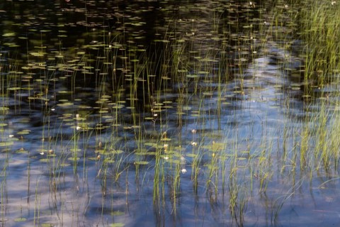 Reflection of water plants and grasses on a still body of water, long exposure, Akershus, Norway