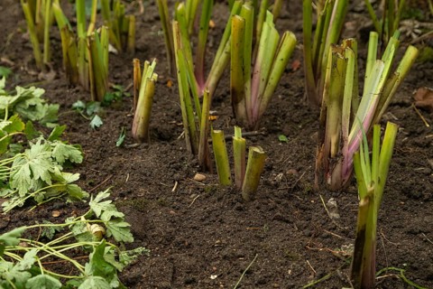 Pruned iris shoots prepared for wintering, gardening concept