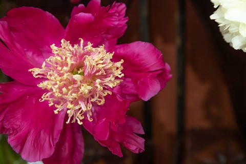 Beautiful red, burgundy peony Barrington Belly flower. Closeup. Blurred background, selective focus