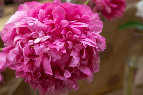 Beautiful pink purple peony Bill Krekler flower. Closeup. Blurred background, selective focus