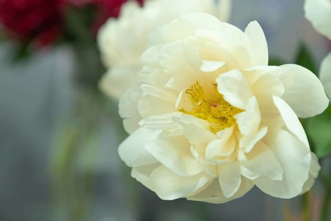 Beautiful white yellow peony Pastelegance flower. Closeup. Blurred background, selective focus