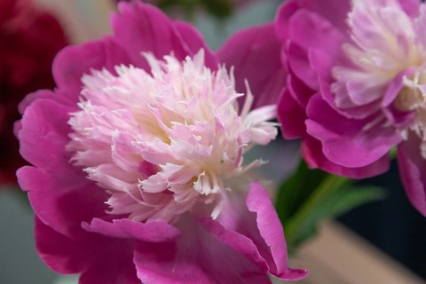 Beautiful pink peony Gay Paree flower. Closeup. Blurred background, selective focus