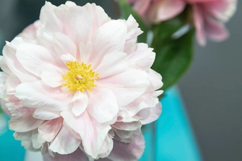 Beautiful pink peony Drolla flower. Closeup. Blurred background, selective focus