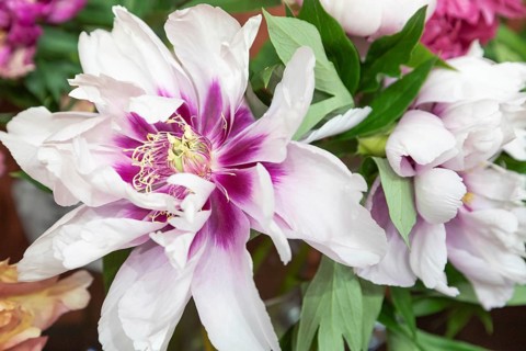 Beautiful pink peony Cora Louise flower. Closeup. Blurred background, selective focus