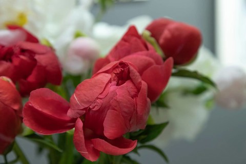 Beautiful red peony Coral Magic flower. Closeup. Blurred background, selective focus
