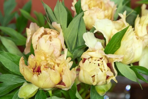 Beautiful orange peony Callies Memory flower. Closeup. Blurred background, selective focus