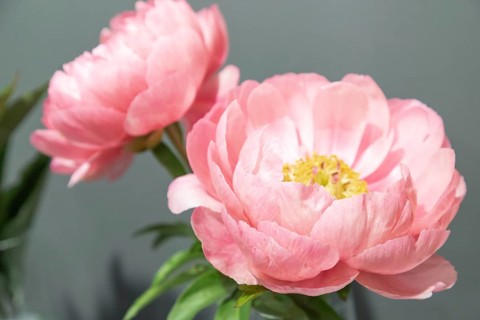 Beautiful pink peony Coral Beach flower. Closeup. Blurred background, selective focus
