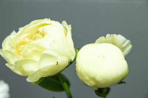 Beautiful yellow peony Lemon Chiffon flower. Closeup. Blurred background, selective focus