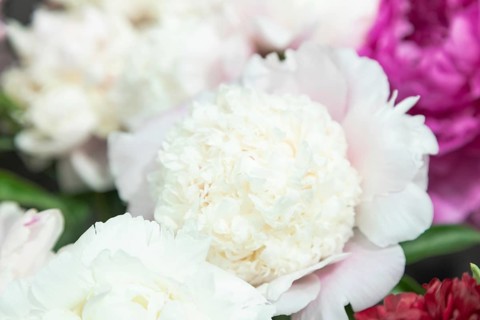 Beautiful pink peony Touch of Class flower. Closeup. Blurred background, selective focus