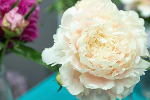Beautiful pink, beige, cream peony Elza von Brabant flower. Closeup. Blurred background, selective