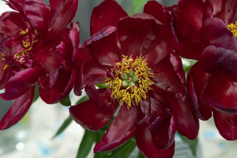 Beautiful red, burgundy peony Chervonnyj Aksamit flower. Closeup. Blurred background, selective