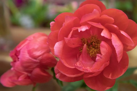 Beautiful red peony Victoria Lincoln flower. Closeup. Blurred background, selective focus