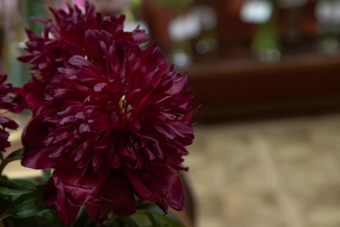 Beautiful red, burgundy peony Red Comet flower. Closeup. Blurred background, selective focus