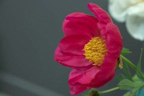 Beautiful purple peony Scarlet O Hara flower. Closeup. Blurred background, selective focus
