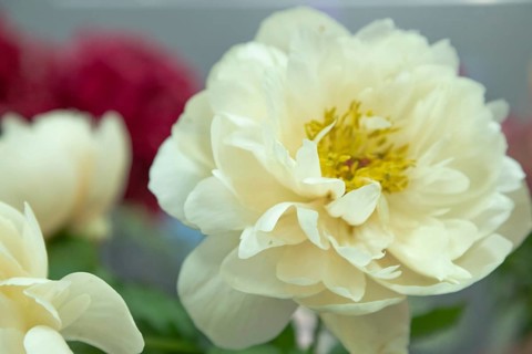 Beautiful white yellow peony Pastelegance flower. Closeup. Blurred background, selective focus