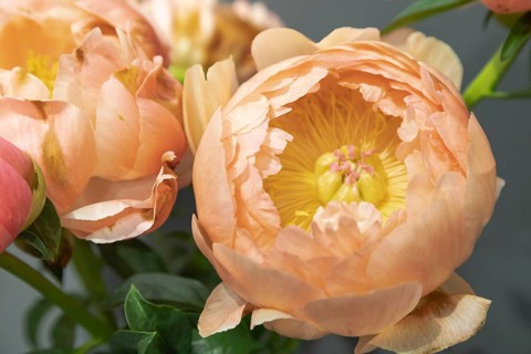 Beautiful orange peony Coral Sunset flower. Closeup. Blurred background, selective focus