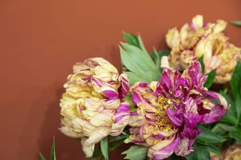 Beautiful yellow, purple peony Lollipop flower. Closeup. Blurred background, selective focus