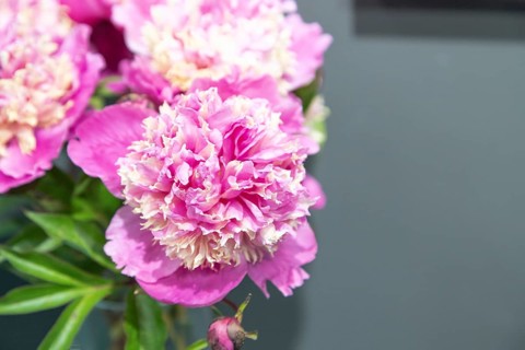Beautiful pink peony Figaro flower. Closeup. Blurred background, selective focus