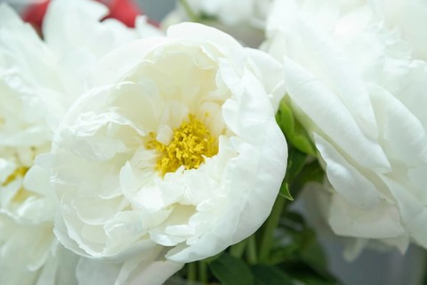 Beautiful white peony Miss America flower. Closeup. Blurred background, selective focus