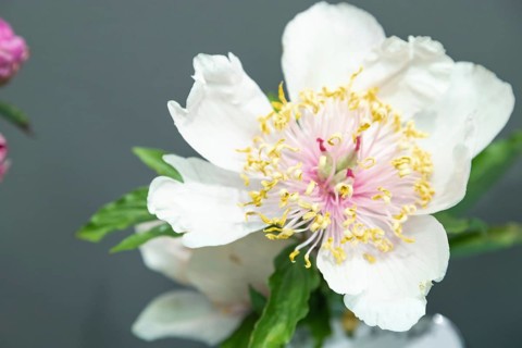 Beautiful pink white peony Ada flower. Closeup. Blurred background, selective focus