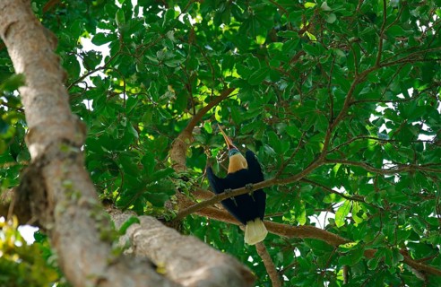 Helmeted Hornbill, Celebes Hornbill or Sulawesi Hornbill (Aceros cassidix), male, Indonesia