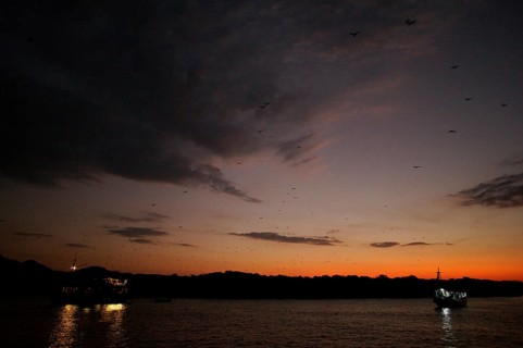 Flying foxes (Pteropodidae), Kalong Mangrove Island, Komodo National Park, Indonesia, Southeast