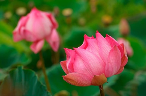 Lotus flower (Nelumbo nucifera), Bali, Indonesia