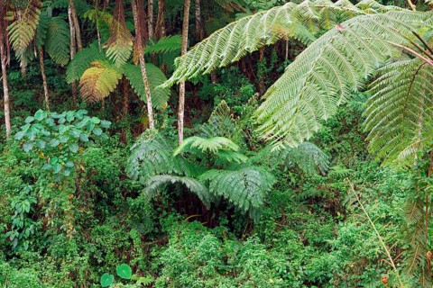 Tree fern Indonesia