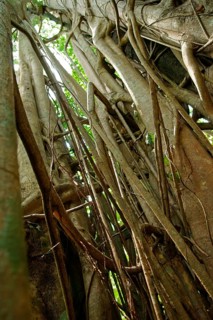 Strangler fig (Ficus), fig, Indonesia