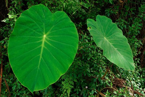 Taro (Colocasia esculenta), Bali, Indonesia