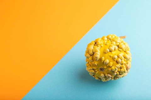 Decorative orange Pumpkin with tumors on blue and orange pastel paper background, side view, copy