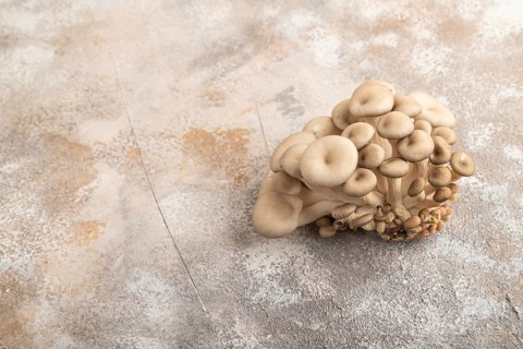Raw Oyster mushroom, Pleurotus ostreatus on brown concrete background. Side view, copy space,